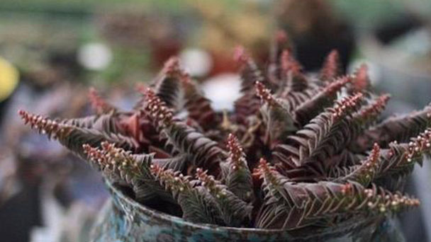 How to deal with crassula pagoda village excessive growth