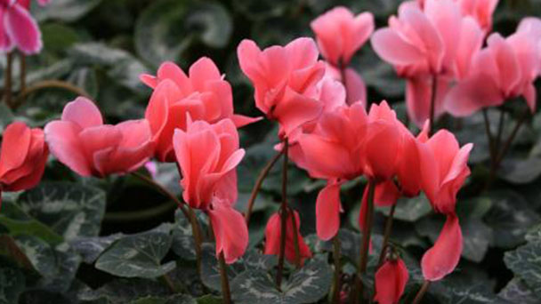 Causes of leaf yellowing and treatment of Cyclamen persicum Mill
