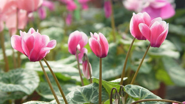 Pests and control methods of Cyclamen persicum Mill