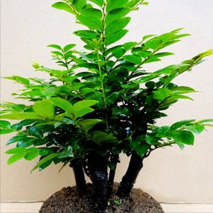 Pterocarpus Santalinus