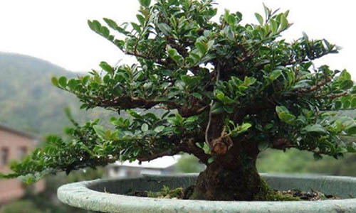 Pterocarpus Santalinus
