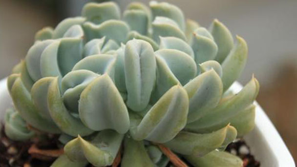 How to control Echeveria Runyonii growing excessively