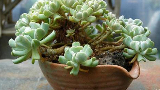 How to water for Echeveria Runyonii