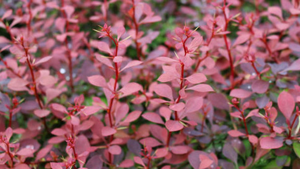 How to grow Japanese Barberry