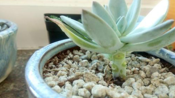 How to deal with Echeveria Simonoasa growing excessively