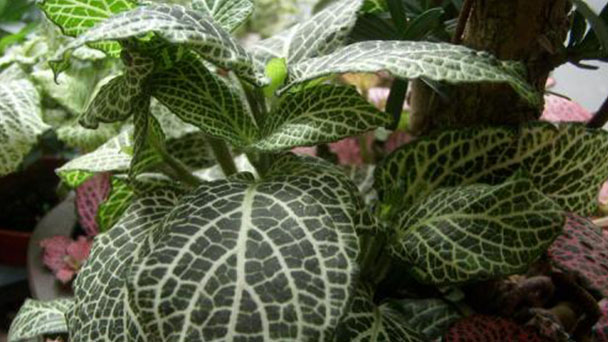 Solutions of Fittonia Albivenis falling leaves