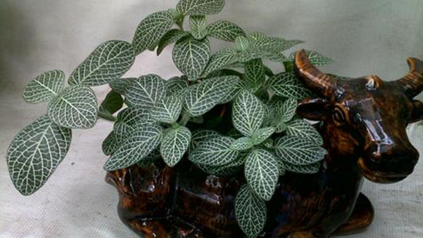 What soil is used to propagate Fittonia Albivenis