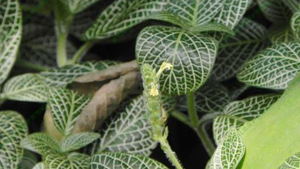 Causes and solutions of Fittonia Albivenis leaf weakness