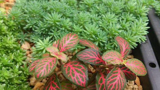 Can Fittonia Albivenis be hydroponically cultivated