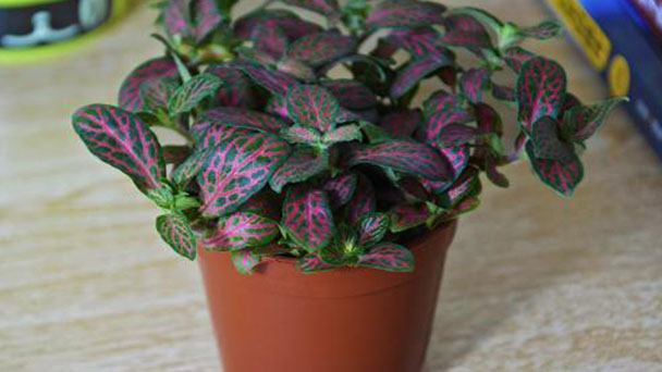 Fittonia Albivenis care for dried leaves