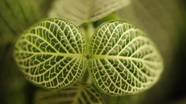 What if the Fittonia Albivenis leaves wither