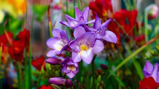 How to grow and care for Freesia indoors