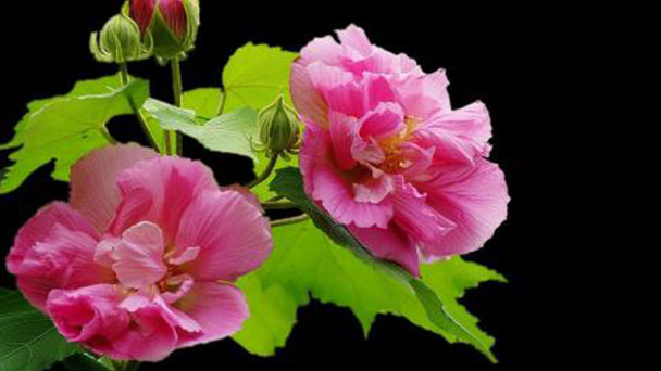 How to Care for Hibiscus Mutabilis Plant (Confederate Rose)