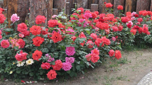 How to Propagate China Rose