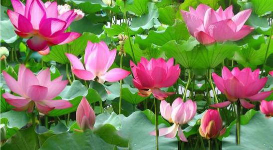 How to grow sacred lotus