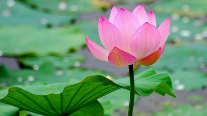 How to grow sacred lotus