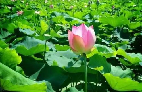 Sacred Lotus