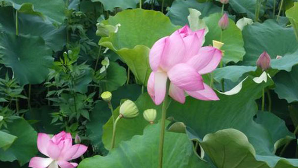 How to grow Sacred Lotus from seeds