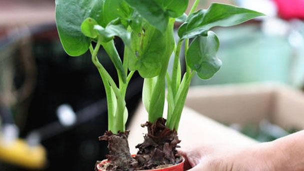 Tips for growing Alocasia cucullata