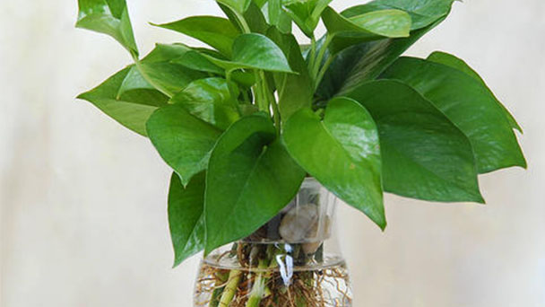 How to Grow and Care Devils Ivy (Epipremnum Aureum)