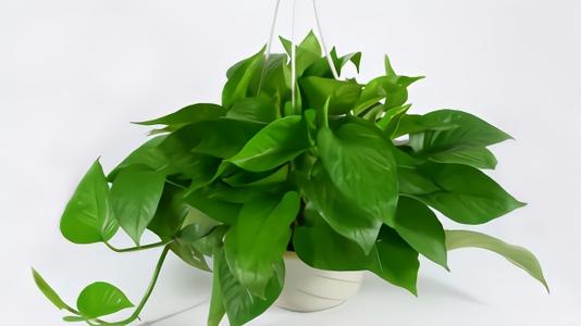 Devil ivy - most common house plant
