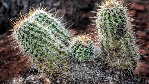 How to Grow and Care for Echinopsis Tubiflora