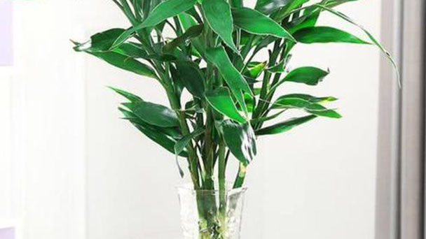 How to grow Lucky Bamboo