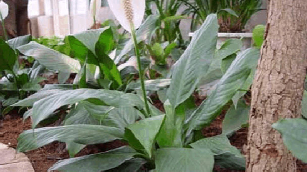 How to propagate Peace lily