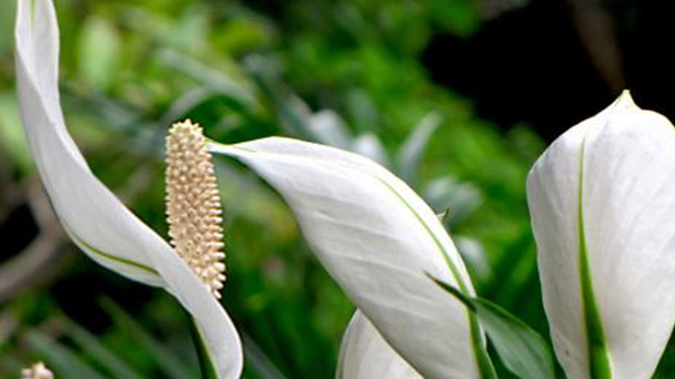 How to care for Peace lily plant