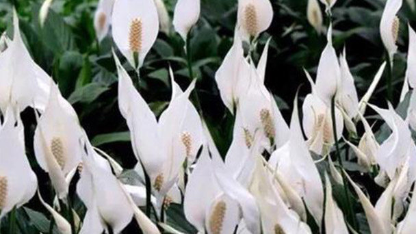 How to grow and care for Peace lily
