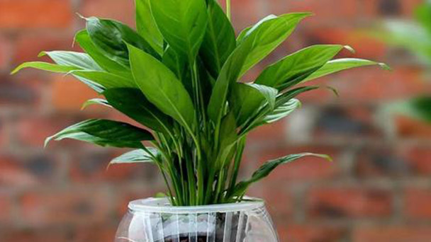 Peace Lily care guide