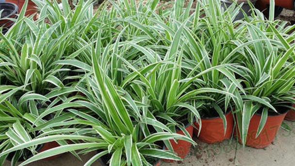 Tips for caring the Spider plant