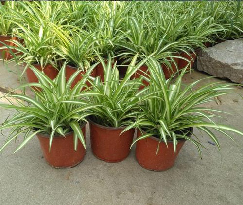 Spider plant - most common house plant