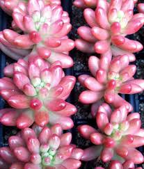 pink jelly bean succulent