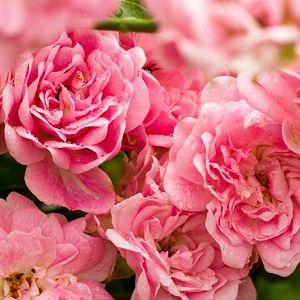 rosa banksiae pink