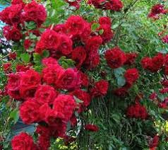 rosa banksiae red
