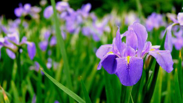 Japanese water iris profile