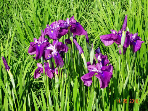  Japanese Water Iris
