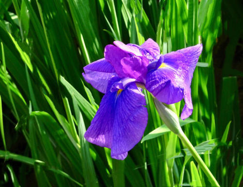  Japanese Water Iris