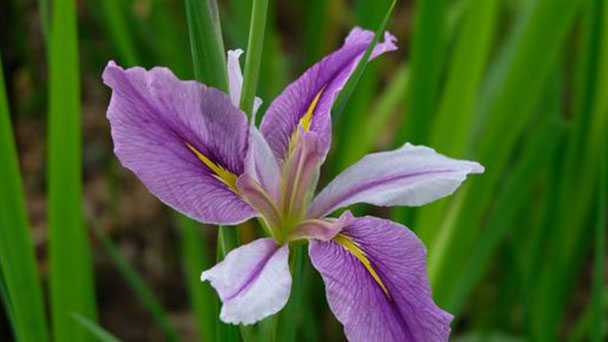 How to grow Japanese water Iris