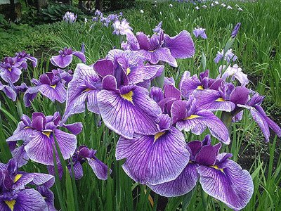 Japanese water irises