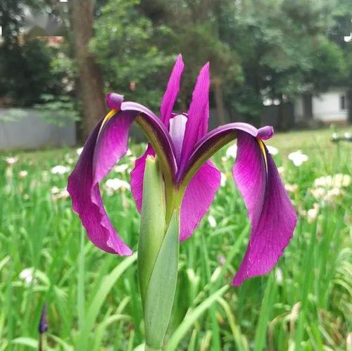 Japanese water Iris