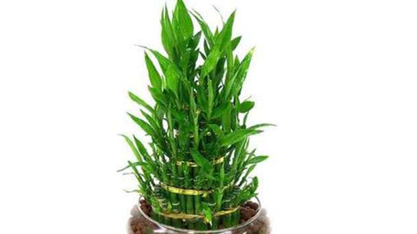 Lucky bamboo plant care