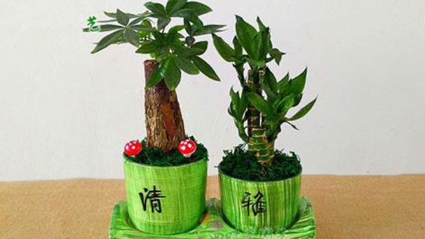 How to Propagate Lucky Bamboo