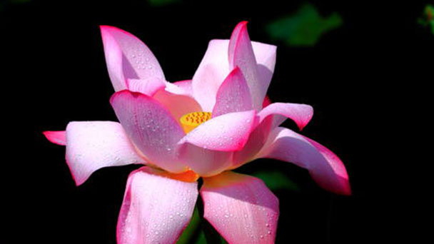 How to care for Red Water Lily