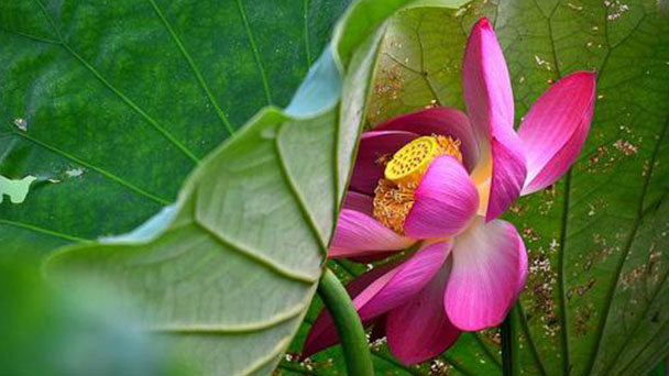 Sacred lotus profile