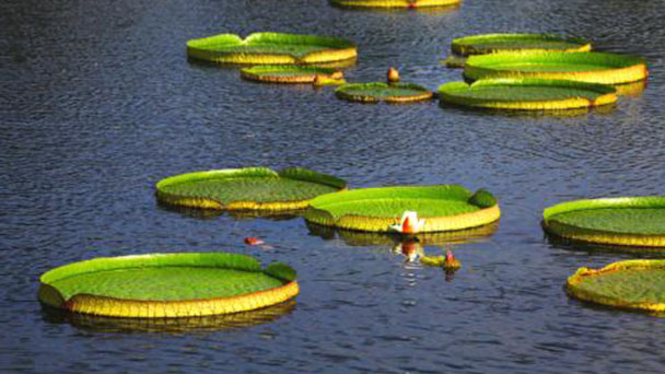 How to care for Victoria Amazonica