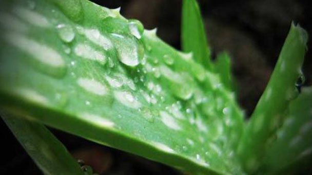 How to care for Aloe