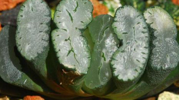 How to propagate Haworthia Truncata