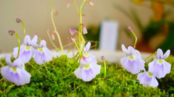 How to grow and care for Utricularia